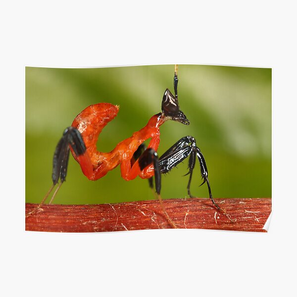 newly born hatchling orchid mantis 1st instar - just hatched Poster