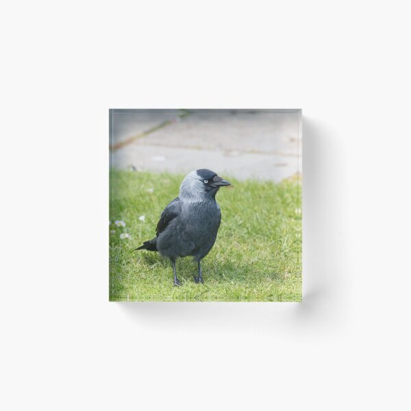 Item preview, Eurasian Jackdaw designed and sold by Sue Robinson.