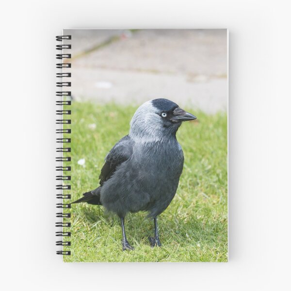 Item preview, Eurasian Jackdaw designed and sold by Sue Robinson.