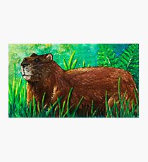 Groundhog Photographic Print