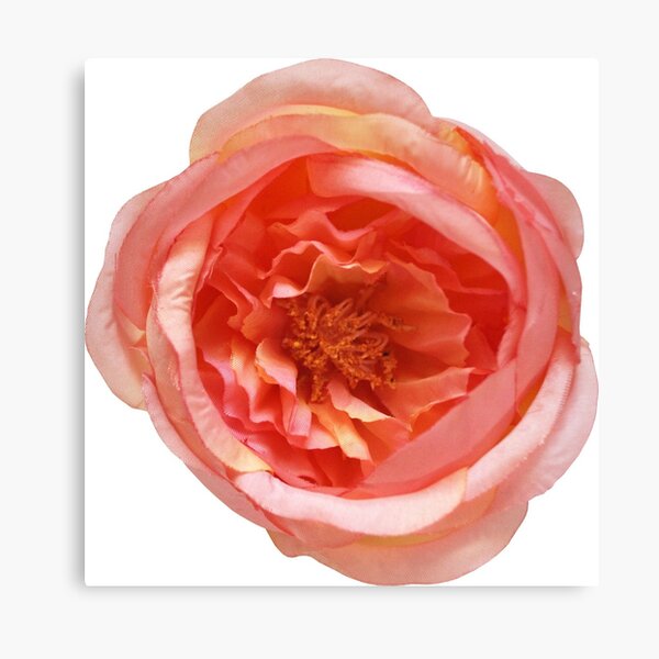 Rose Living Coral Canvas Print