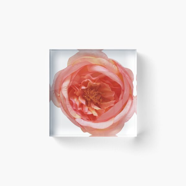 Rose Living Coral Acrylblock