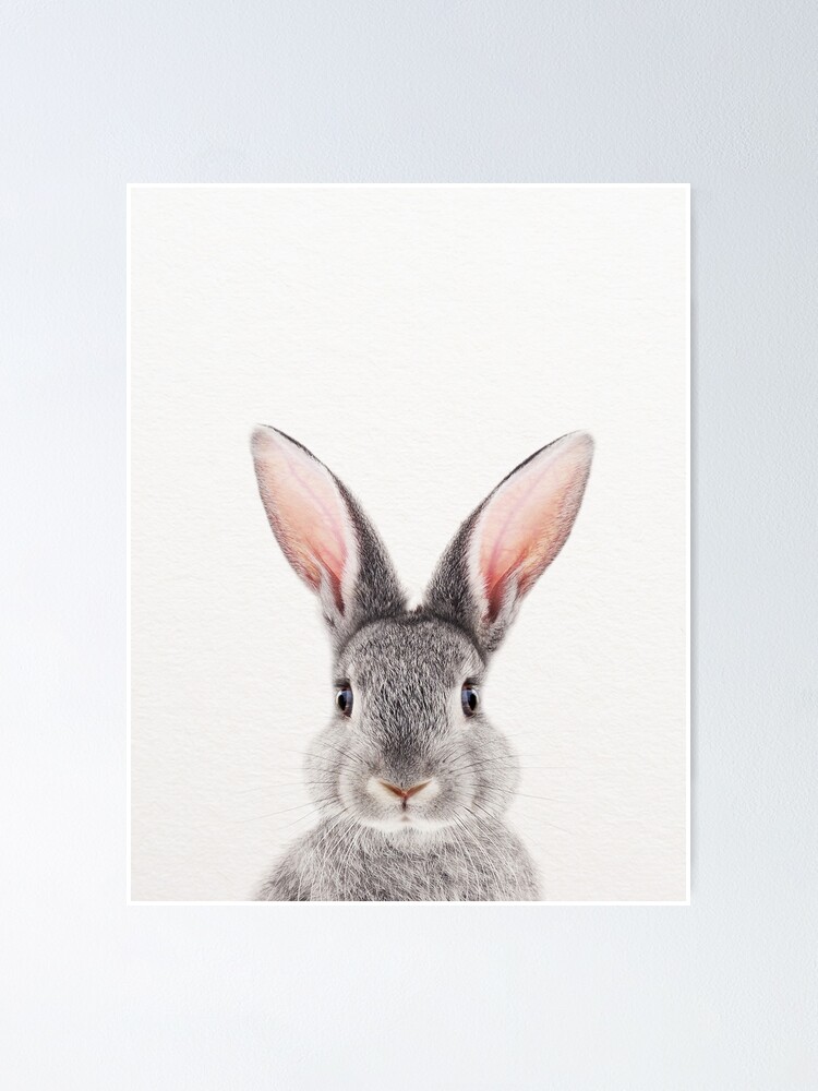 Poster Bebe Lapin Impression D Art Bebe Animaux Par Synplus Par Synplus Redbubble