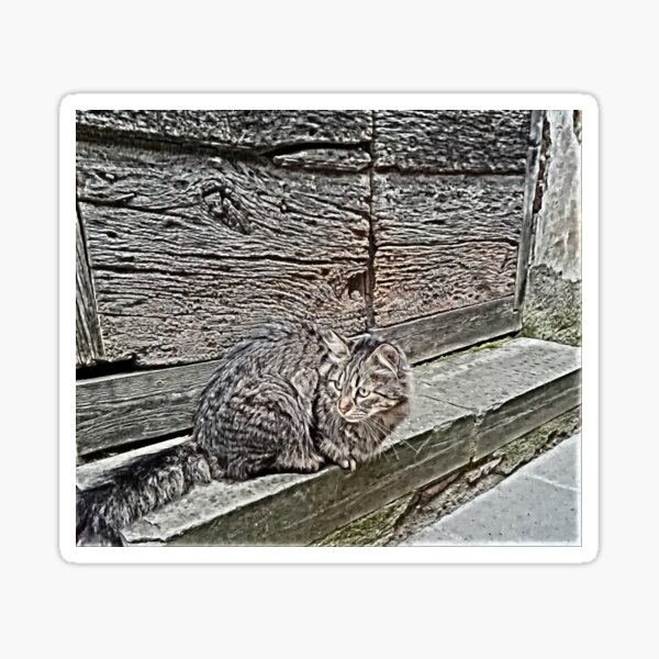 Artikel-Vorschau von Straßenkatze in Pitigliano, designt und verkauft von Attiva.