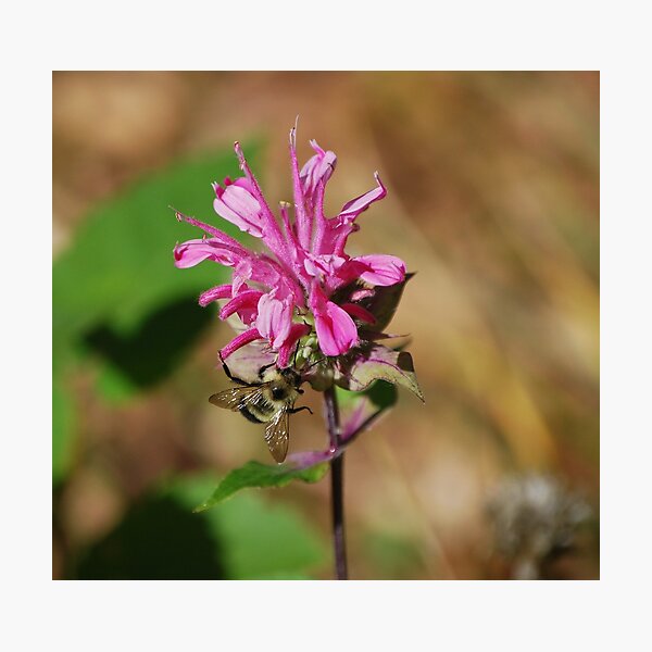 Item preview, Collecting Nectar designed and sold by Shelby Stalnaker Bortone.