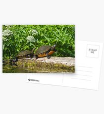 Two on a log Postcards
