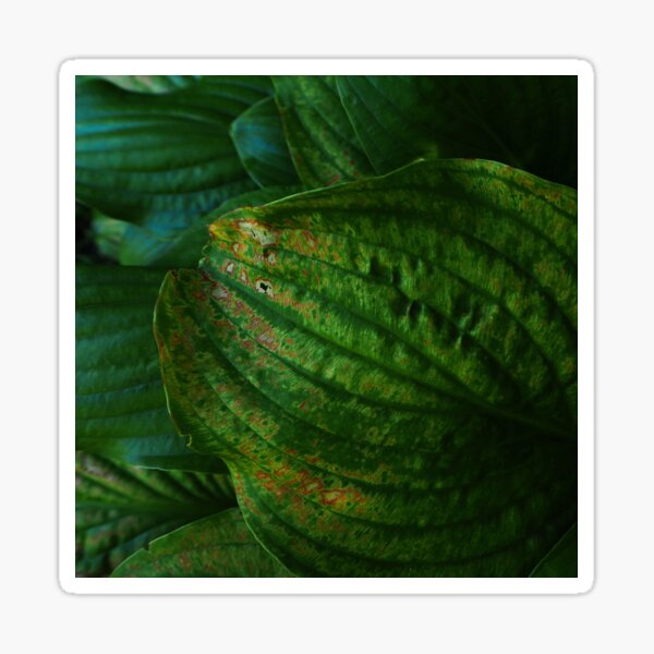 Jungle leaves Sticker