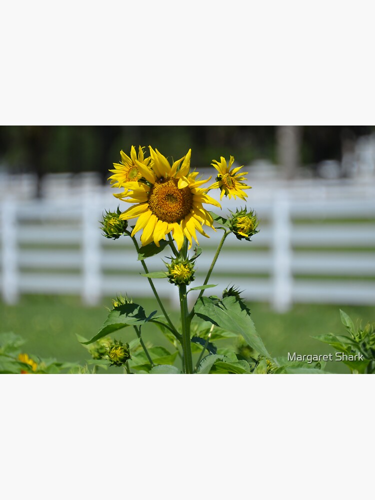 "sunny sunflowers in Florida" Sticker by mshark Redbubble