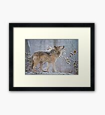 Timber Wolf Framed Print
