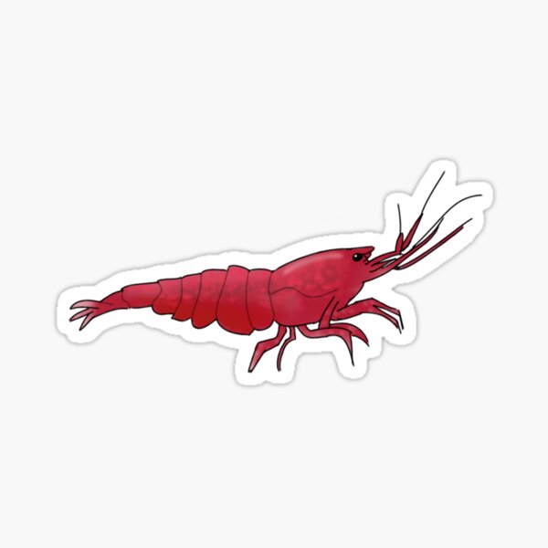 Cherry Shrimp Sticker