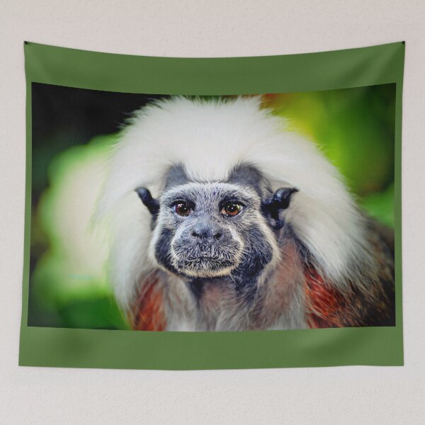 Item preview, Cotton-headed Tamarin  designed and sold by Savannah Gibbs.