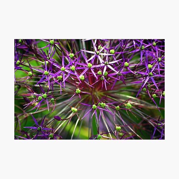 Artikelvorschau, Purple Spikes entworfen und verkauft von Terri Stapleton.