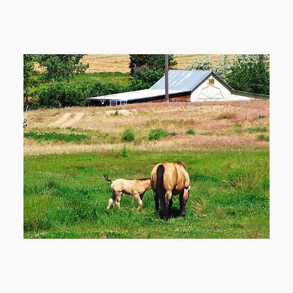 Item preview, I Love Country Life designed and sold by Diane Arndt.