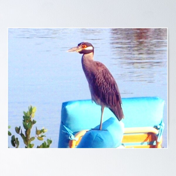 Artikelvorschau, Night heron perched on a chair entworfen und verkauft von B. Randi Bailey.