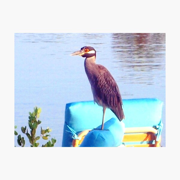Artikelvorschau, Night heron perched on a chair entworfen und verkauft von B. Randi Bailey.