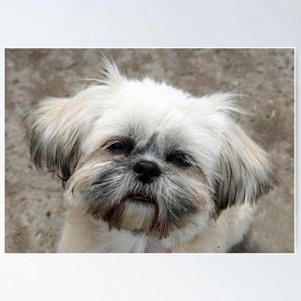 Item preview, Lexi designed and sold by Waggywag.