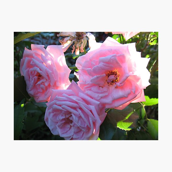 Item preview, Power Pink Roses designed and sold by MarianBendeth.
