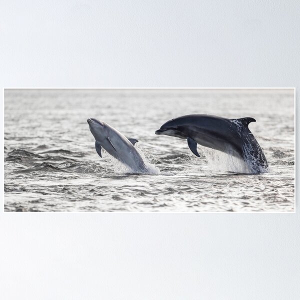 Item preview, Playful wild baby and adult dolphins designed and sold by chanonry.
