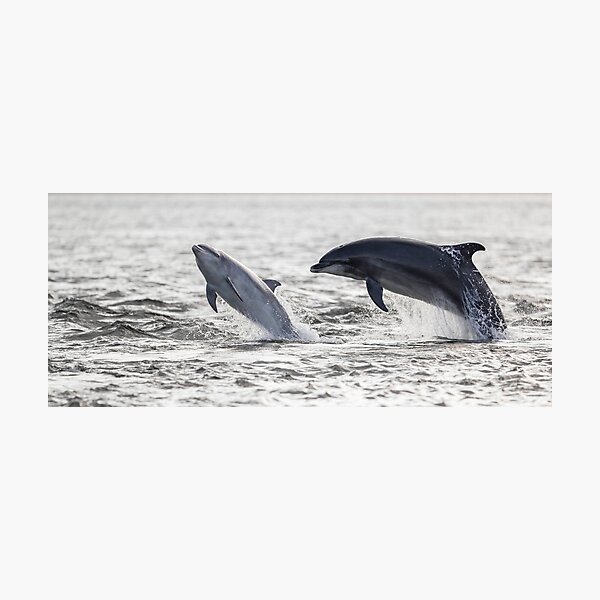 Item preview, Playful wild baby and adult dolphins designed and sold by chanonry.