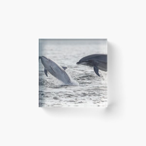 Item preview, Playful wild baby and adult dolphins designed and sold by chanonry.