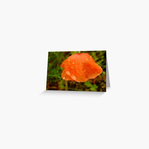 June shower, June flower Greeting Card