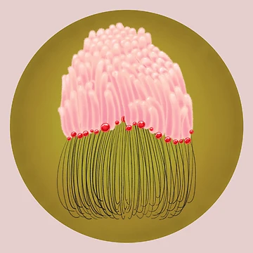 Artwork thumbnail, Stemonitis by Disasterisms