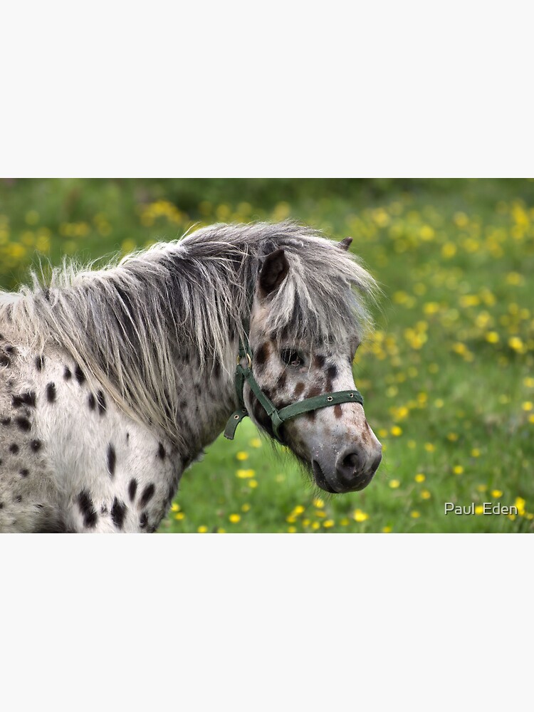 Thumbnail 7 of 7, Framed Art Print, Portrait of a Horse designed and sold by Paul Eden.