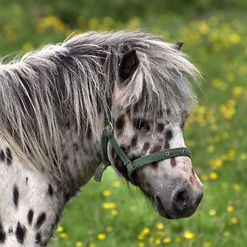 Artwork thumbnail, Portrait of a Horse by pauleden
