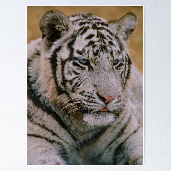 Item preview, Majestic White Tiger designed and sold by Alexa Pereira.