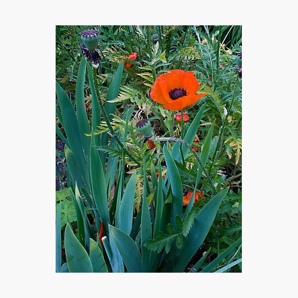 Item preview, Poppy Stands out  designed and sold by DIANE  FIFIELD.