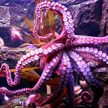 Artwork thumbnail, Octopus by Pamela Bates