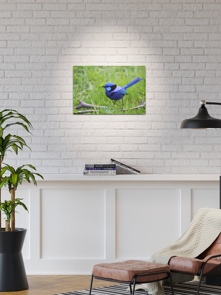 Thumbnail 1 of 4, Metal Print, Splendid Fairywren designed and sold by Andreas Koepke.