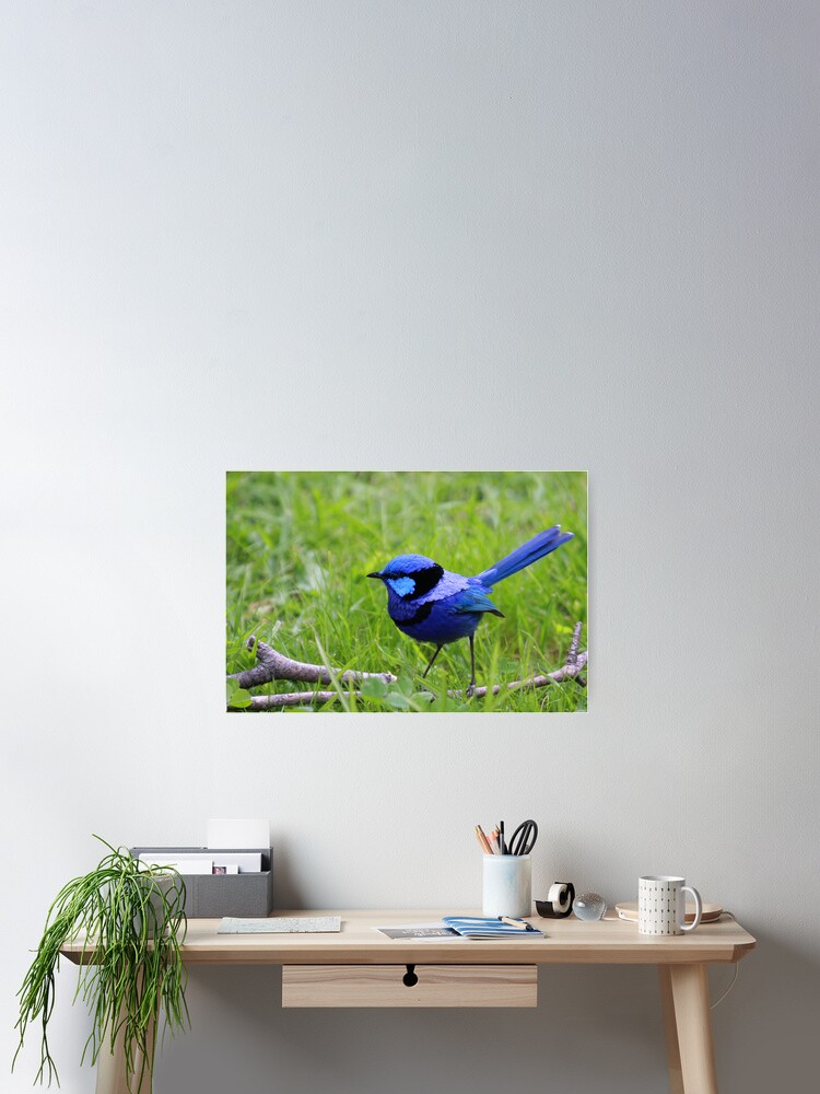 Thumbnail 2 of 3, Poster, Splendid Fairywren designed and sold by mistered.