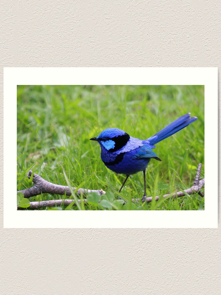 Alternate view of Splendid Fairywren Art Print