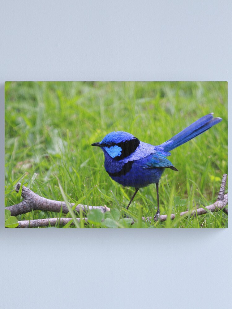 Alternate view of Splendid Fairywren Canvas Print