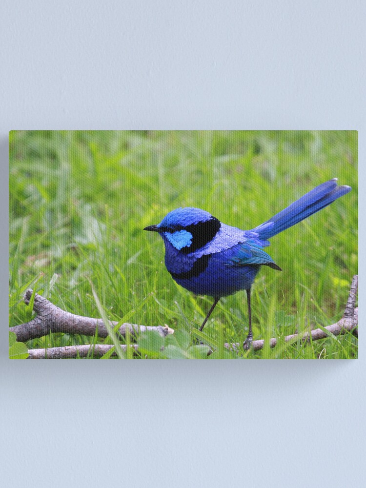 Alternate view of Splendid Fairywren Canvas Print