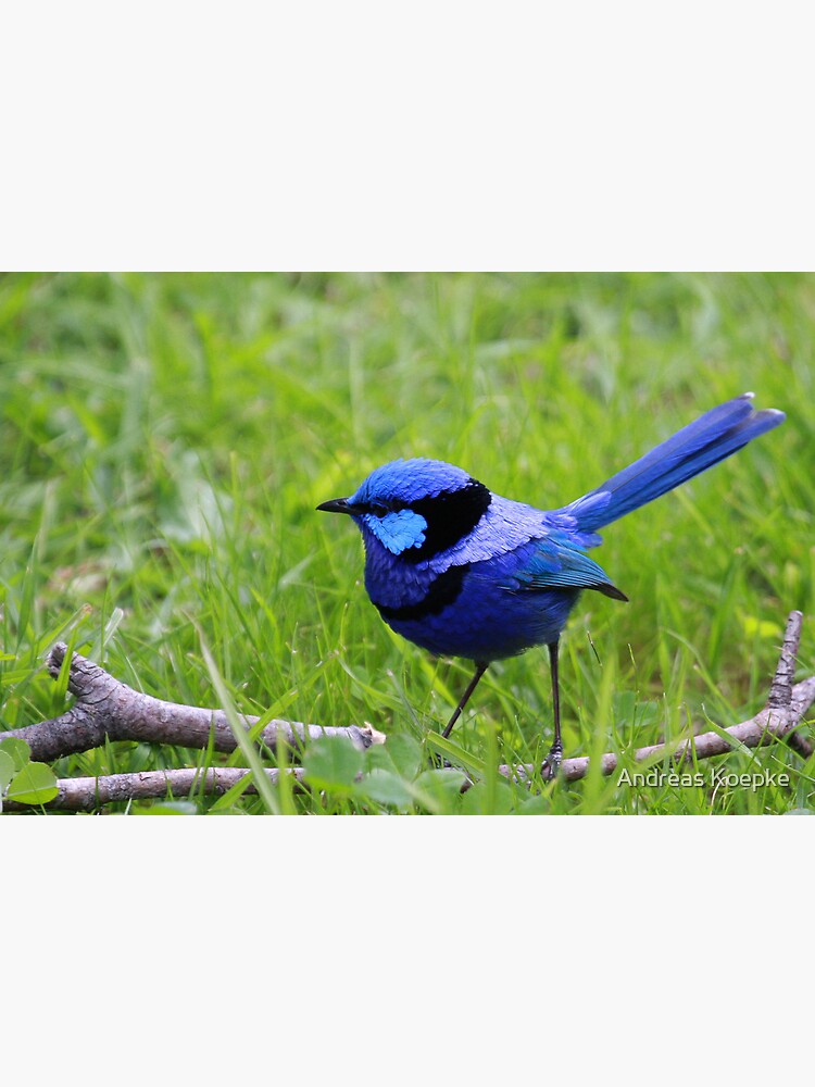 Thumbnail 4 of 4, Metal Print, Splendid Fairywren designed and sold by Andreas Koepke.