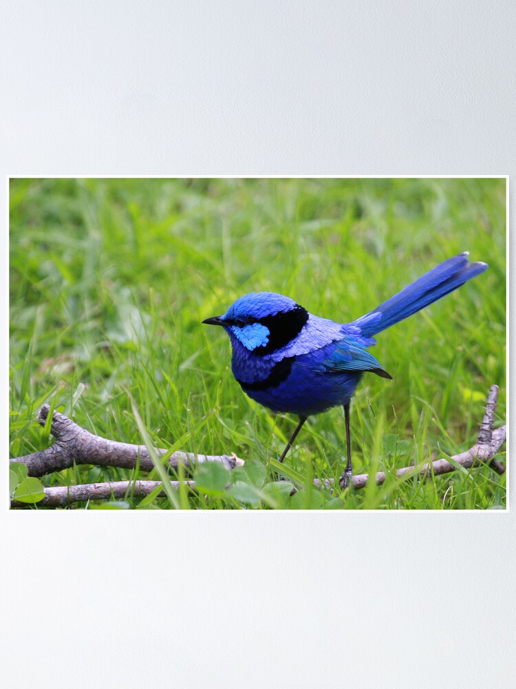 Alternate view of Splendid Fairywren Poster