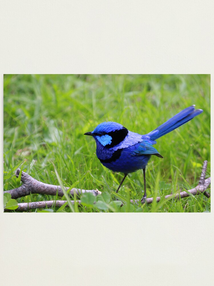 Alternate view of Splendid Fairywren Photographic Print