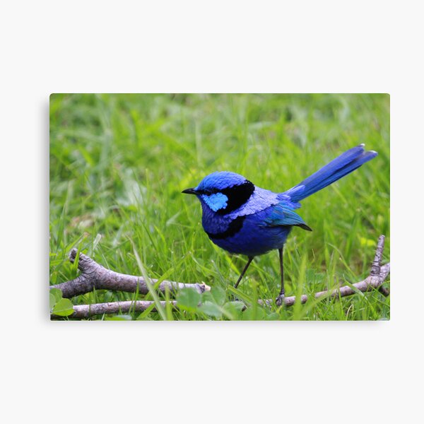 Splendid Fairywren Canvas Print