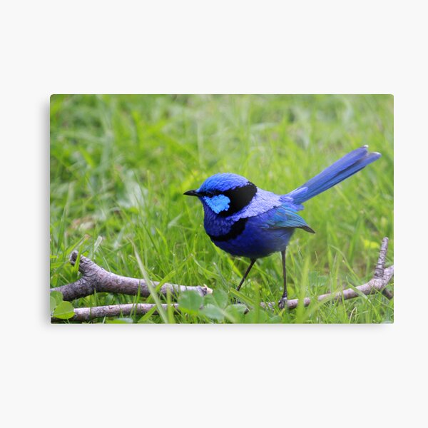 Metal Print