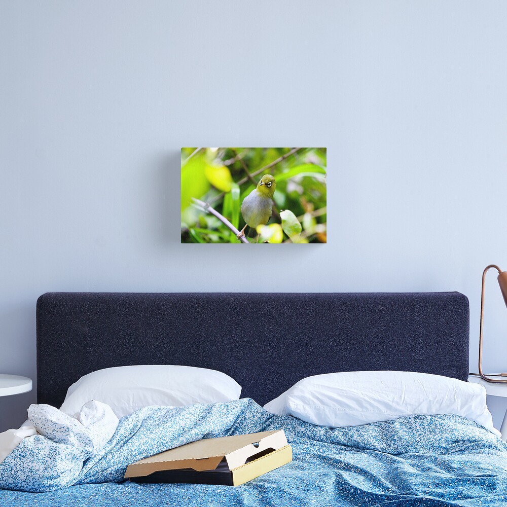 Silvereye Canvas Print