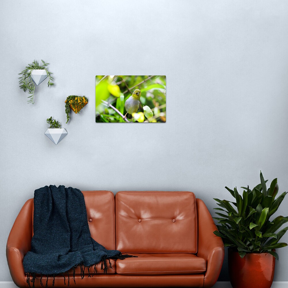 Silvereye Metal Print