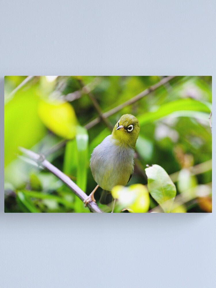 Alternate view of Silvereye Canvas Print