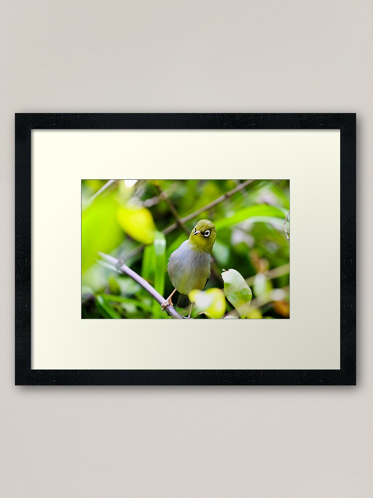 Alternate view of Silvereye Framed Art Print