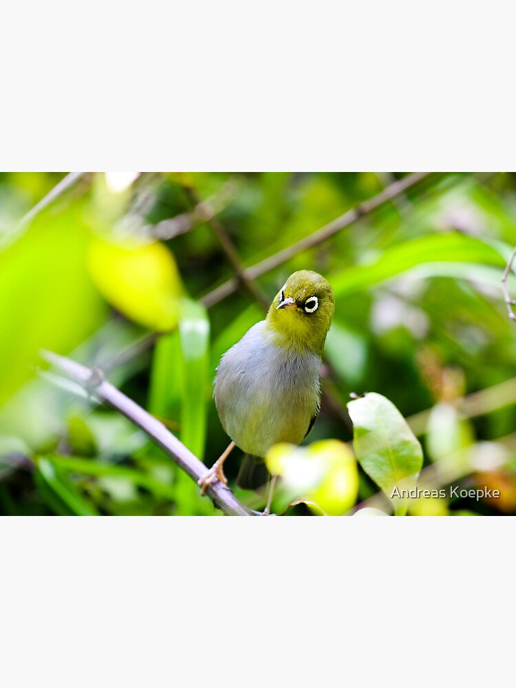 Silvereye by mistered