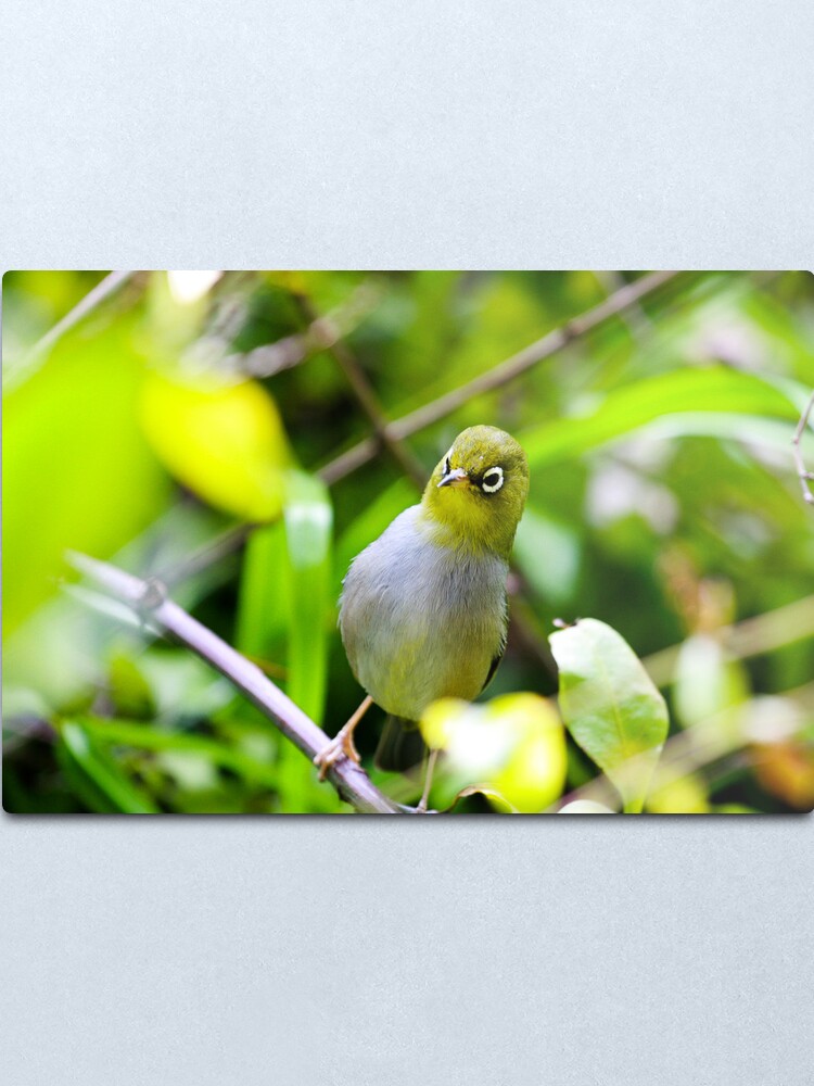 Alternate view of Silvereye Metal Print