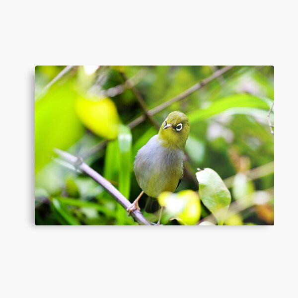 Silvereye Metal Print