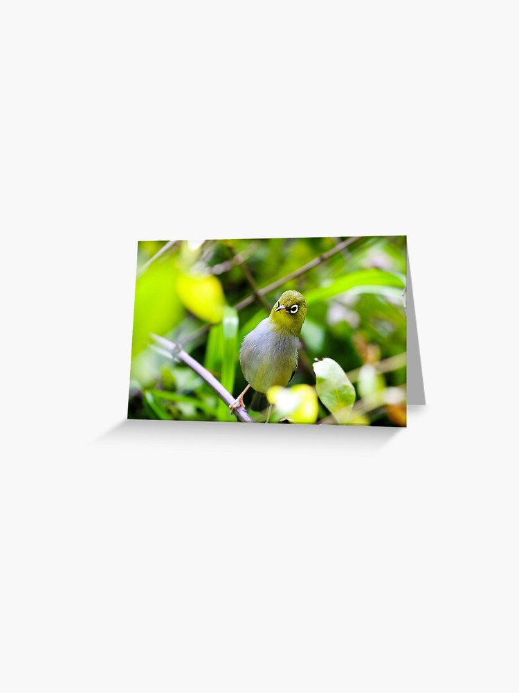 Thumbnail 1 of 2, Greeting Card, Silvereye designed and sold by mistered.