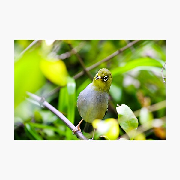 Silvereye Photographic Print